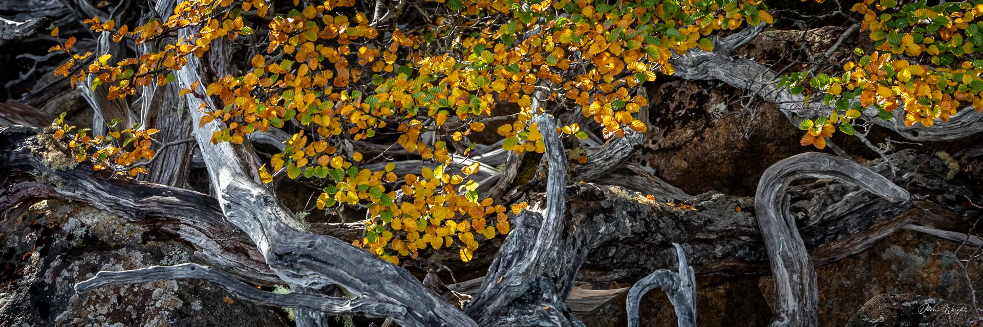 Tasmania